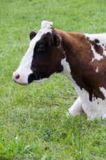 Hausrind (112 von 174).jpg